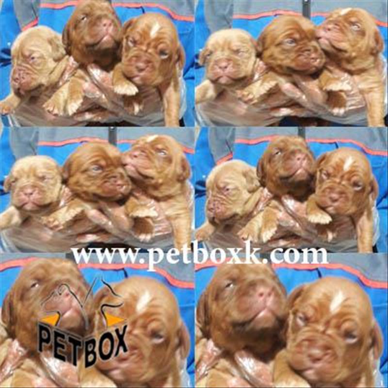  فروش توله های بنتون ماستیف فرانسوی