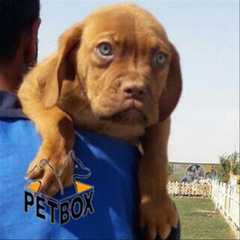  فروش ماستیف های چشم ابی