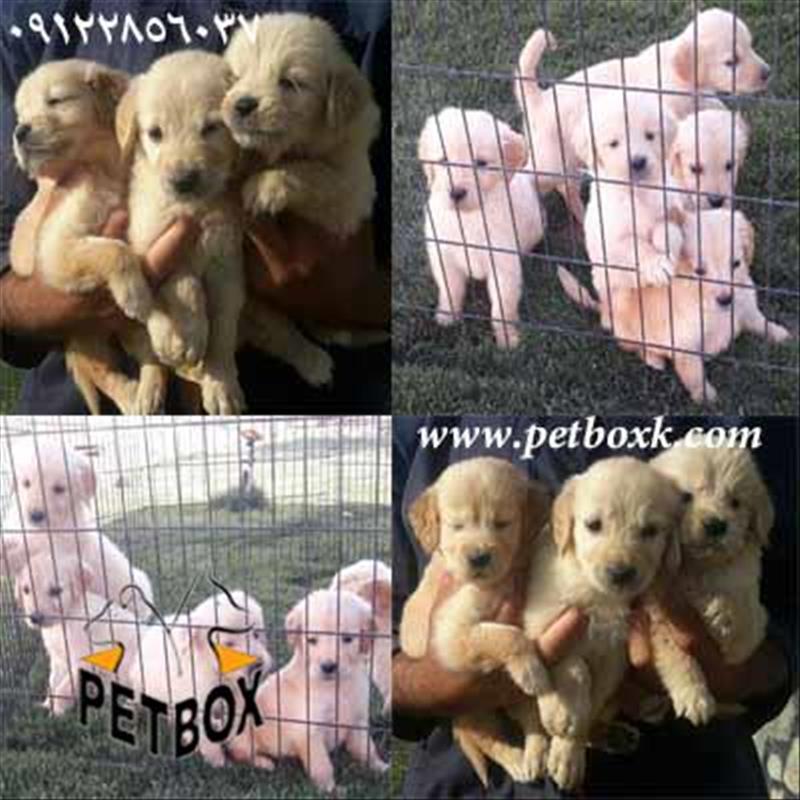  فروش توله گلدن های استثنایی