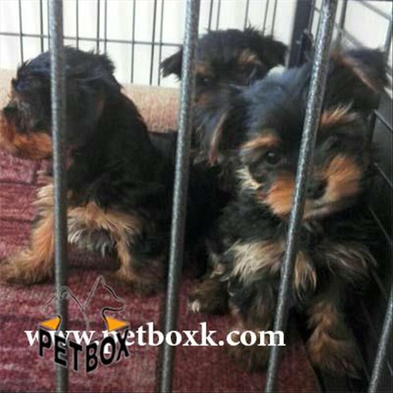  فروش ییورک شایر وارداتی