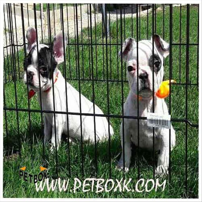  فروش فرنچ بولداگ نر