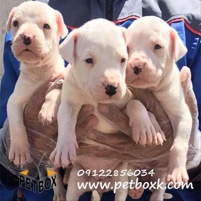  فروش داگو ارژانتینو 1 ماهه 