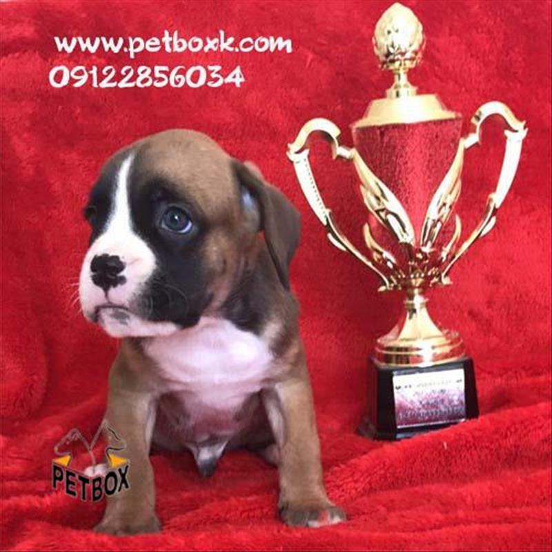  فروش باکسر جسور و نترس