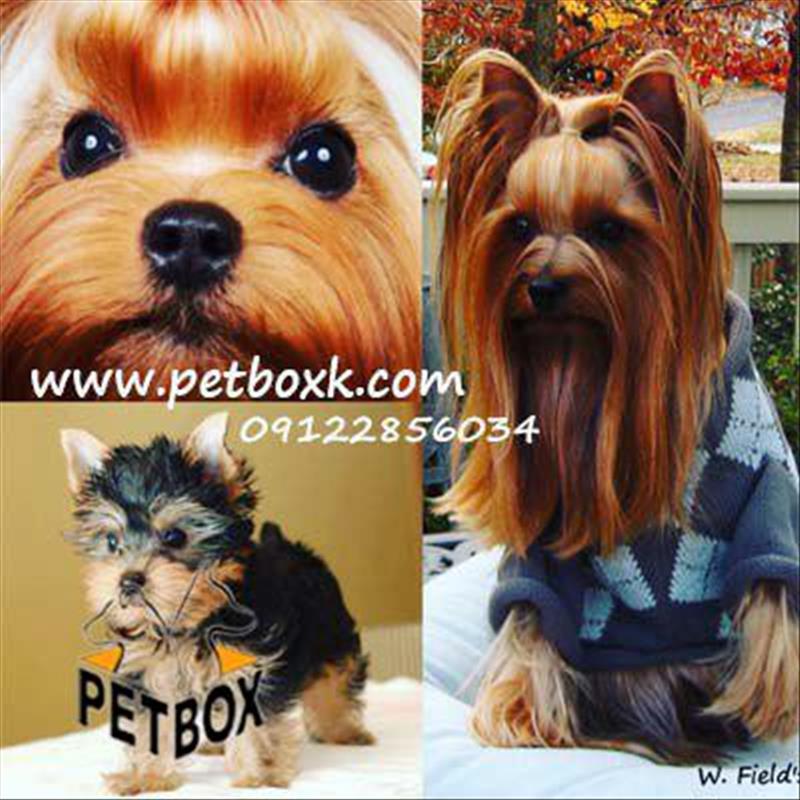 فروش یورکشایر باکیفیت