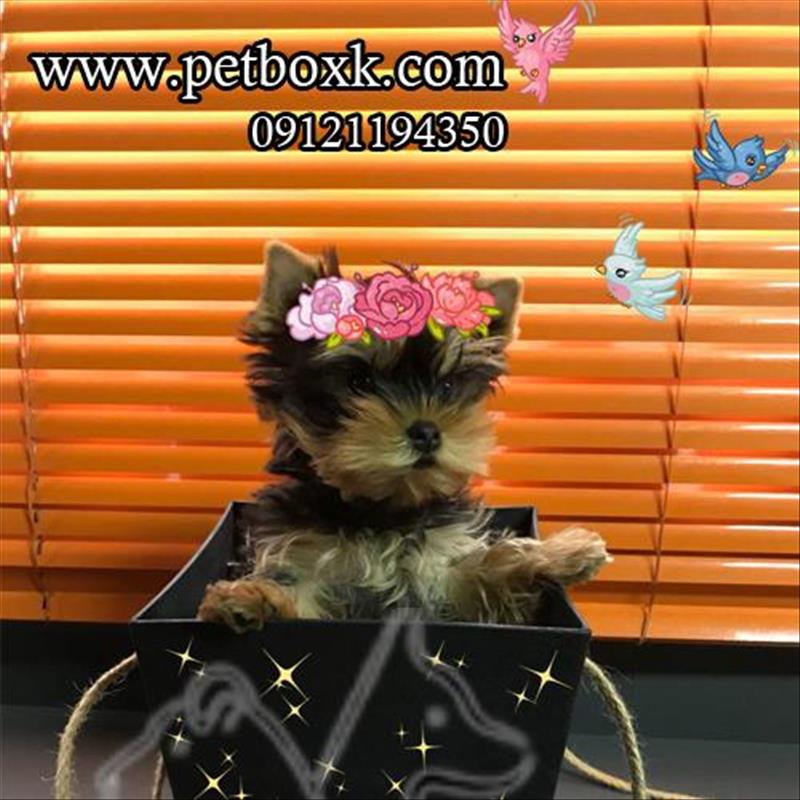 فروش توله يورك شاير تى كاپ