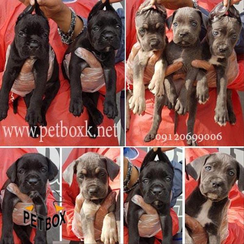 توله های قدرتمند کن کورسو