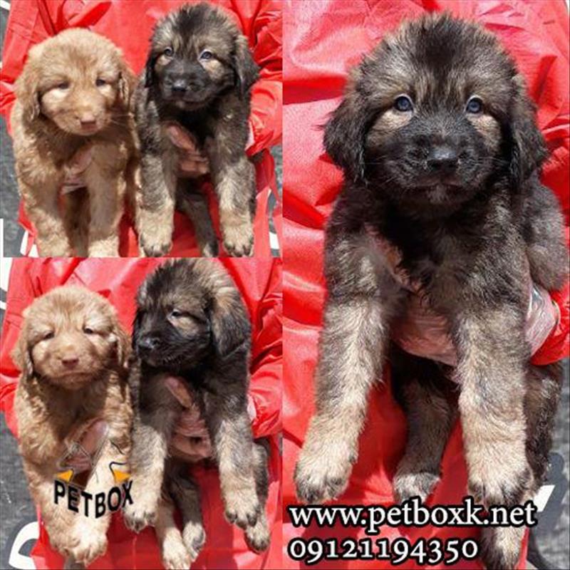 فروش توله درشت ماستیف ایرانی (سراب)