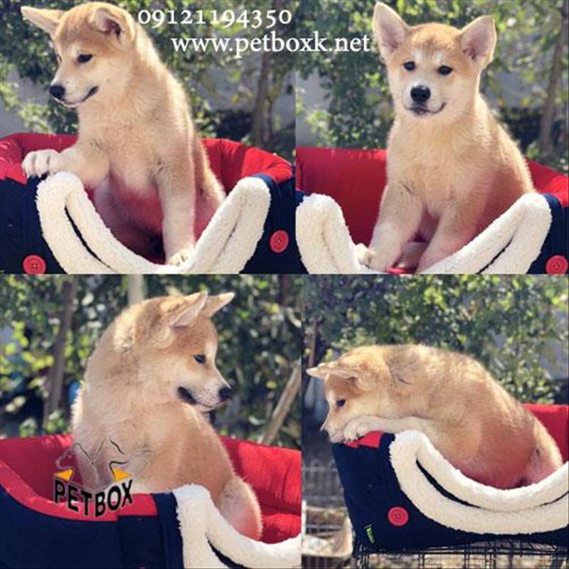 فروش توله ی خاص و پرطرفدار جاپانیز آکیتا