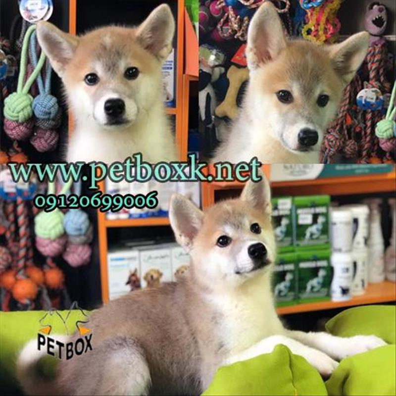  توله ی خاص و زیبا جاپانیز آکیتا