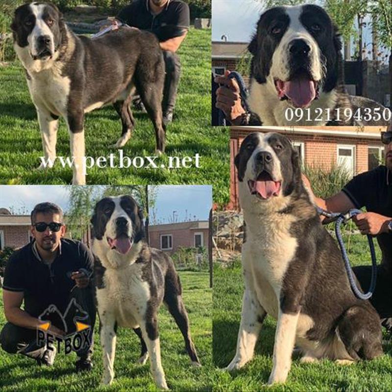 سگ آلابای وارداتی تر درشت