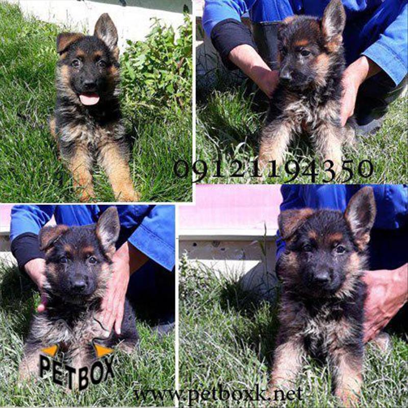 توله ژرمن شپرد چمپیون 