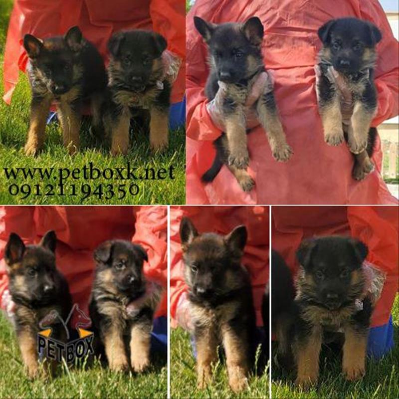 توله سگ ژرمن شپرد شولاین