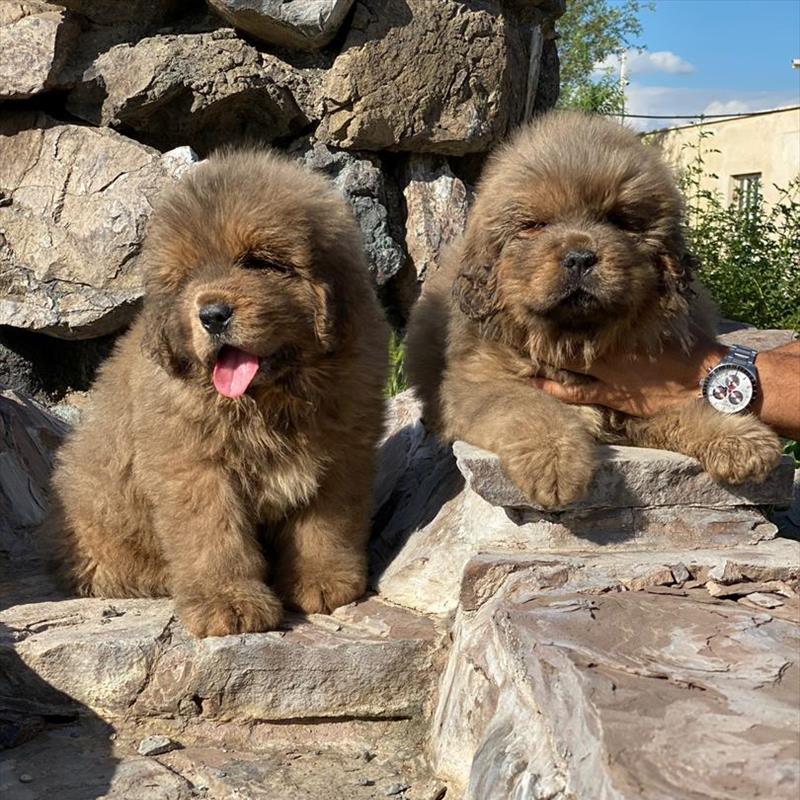 فروش توله ی ماستیف تبتی 