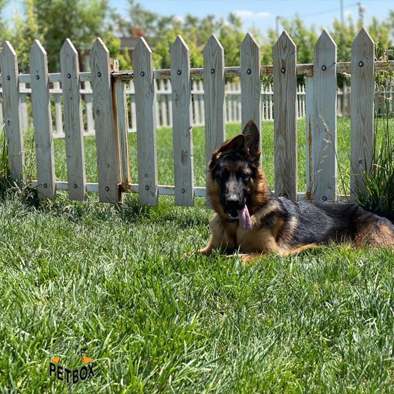 فروش توله های ژرمن شپرد با خط خونی و اناتومی فوق العاده 