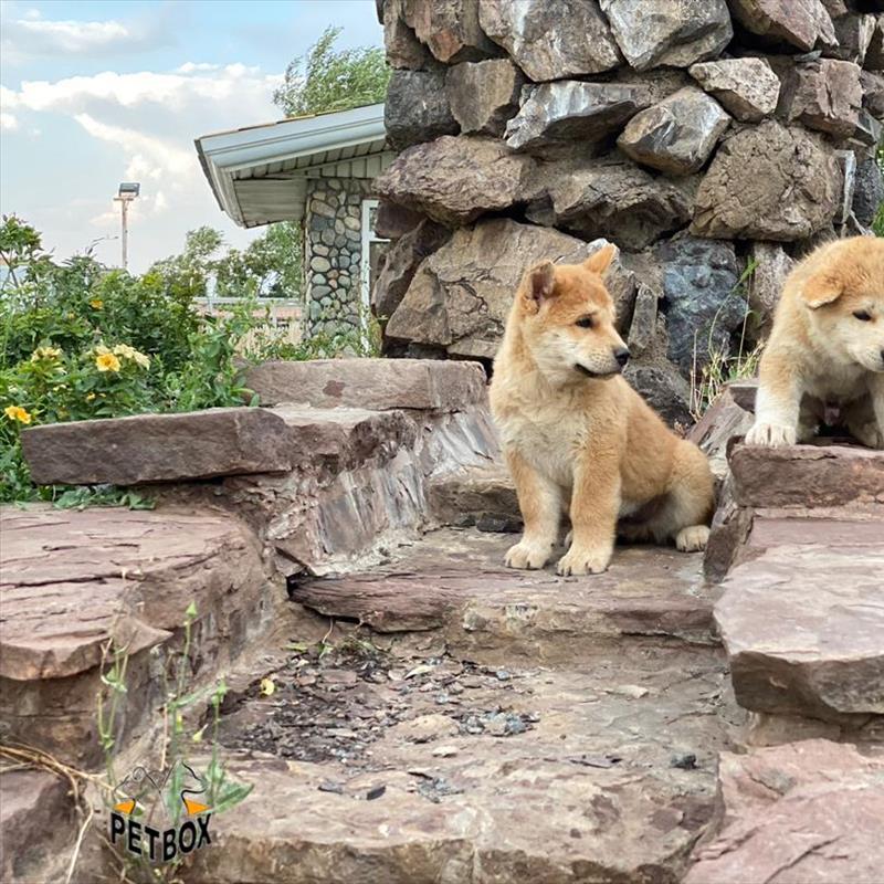 فروش توله ی جاپانیز اکیتا  با کیفیت بی نظیر 