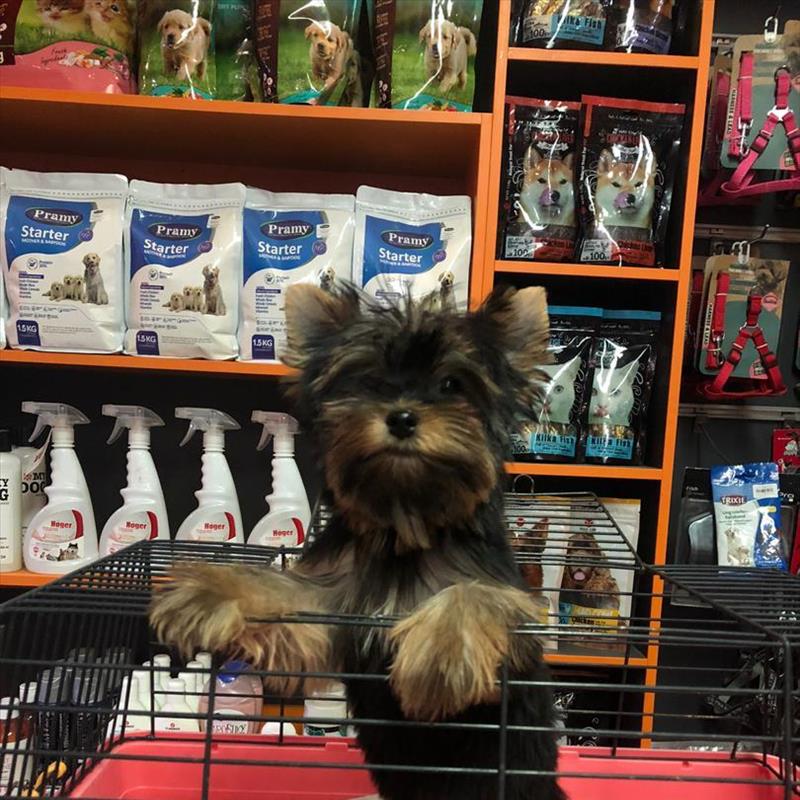 فروش یورکشایر سایز ریز از مولد وارداتی