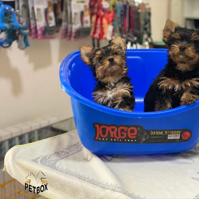 فروش توله های یورک شایر سایز ریز وارداتی