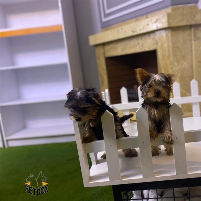 فروش یورکشایر سایز ریز از مولد وارداتی