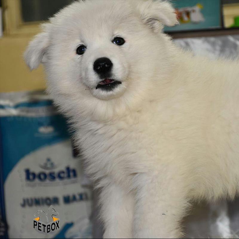 فروش سگ 2.5 ماهه ساموید