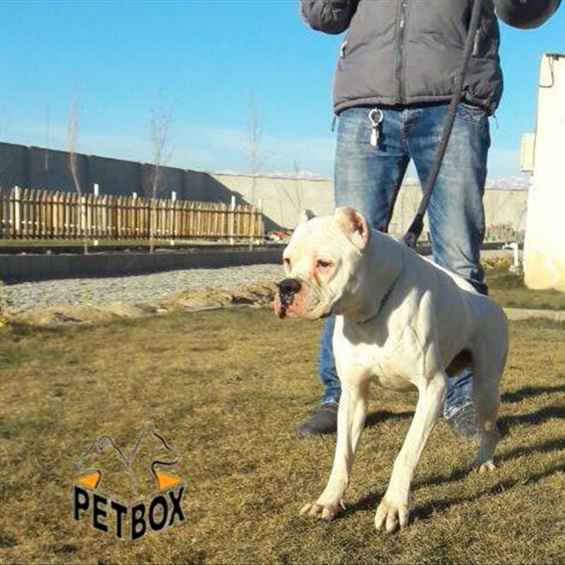 فروش داگو ارژانتینو نر 2.5 ساله