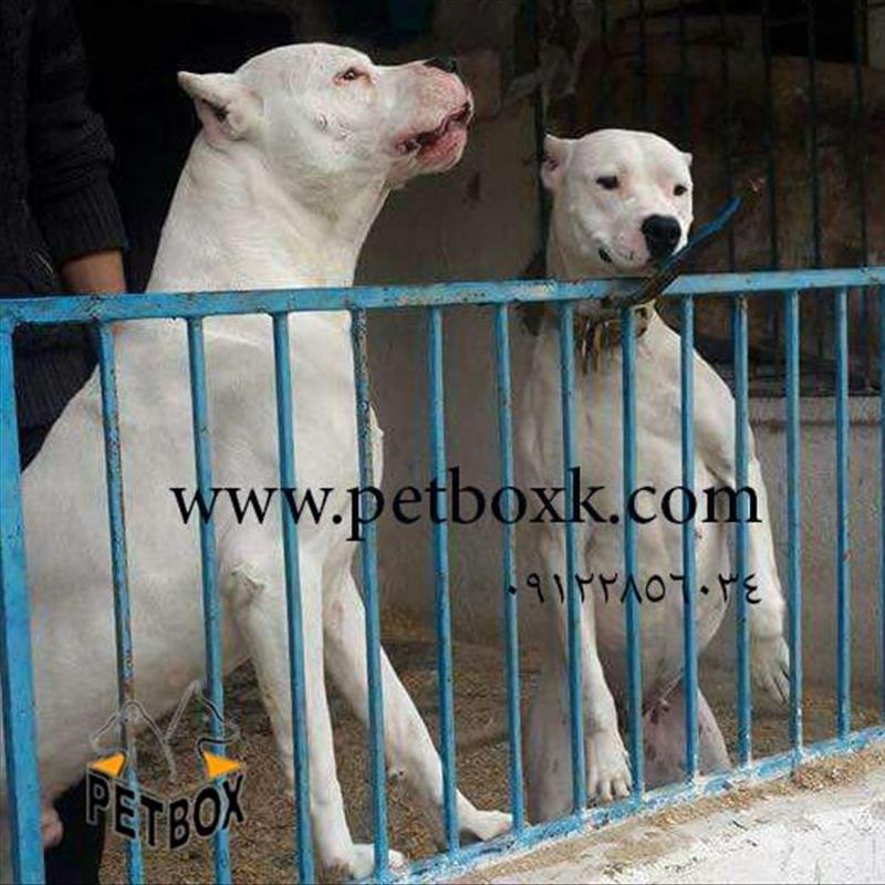 قبول سفارش توله های داگو ارژانتینو