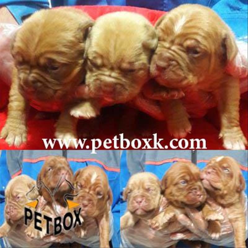  فروش توله های بنتون ماستیف فرانسوی