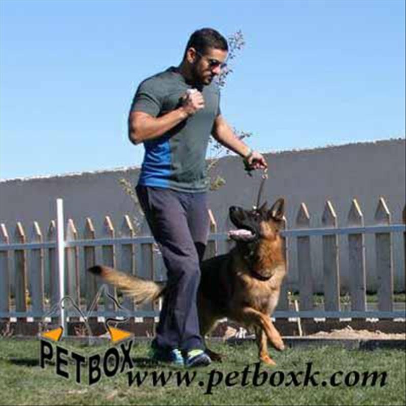 پیش فروش توله های (ساشا) ژرمن شپرد 