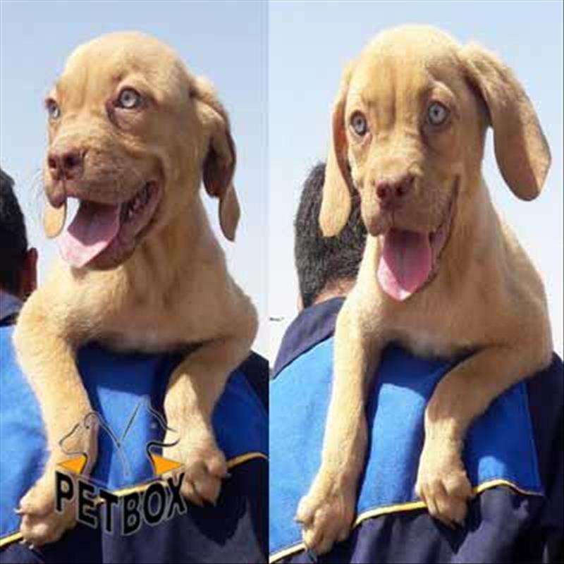  فروش ماستیف های چشم ابی