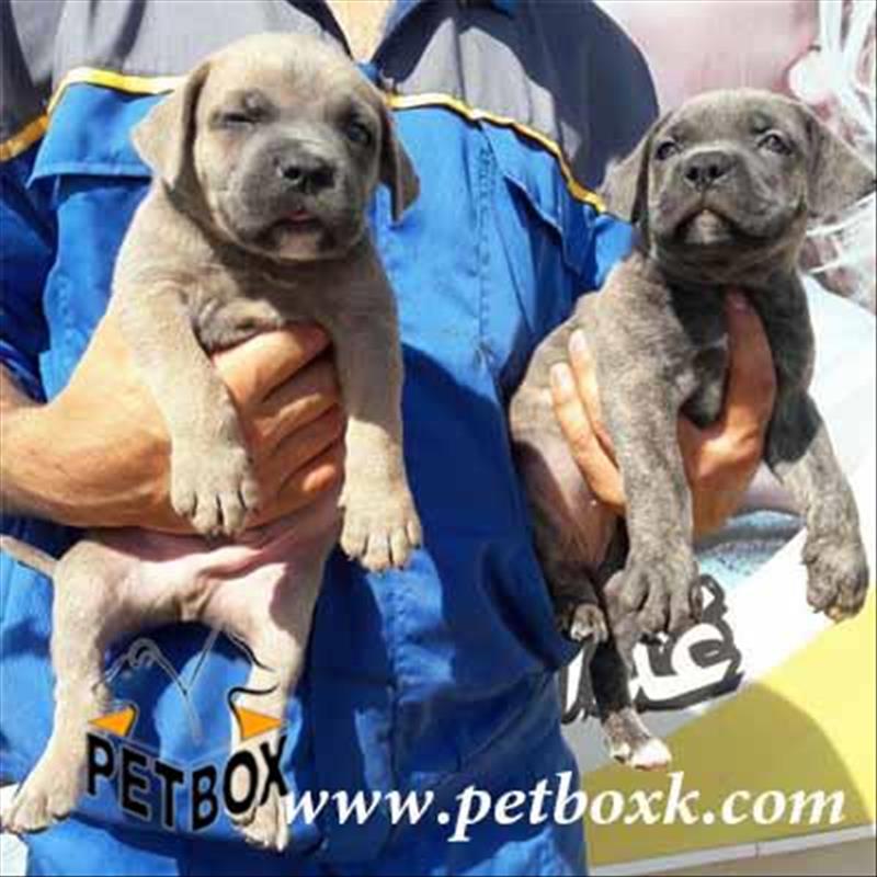  توله های فولاد کنکورسوی فوق العاده