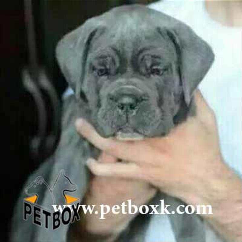  پیش فروش کن کورسو 2 ماهه اکراینی