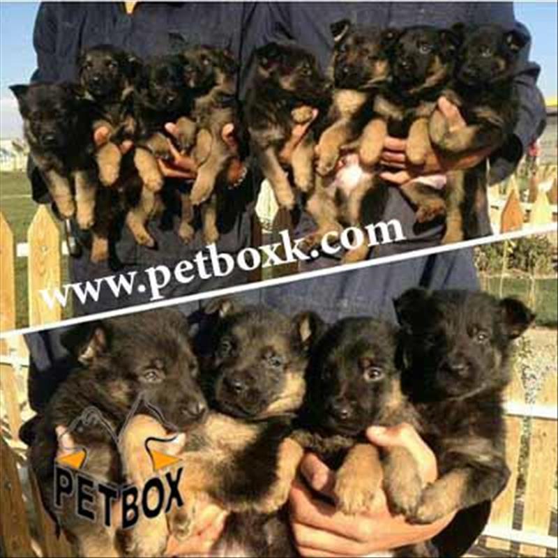  توله ژرمن 65 روزه اماده تحویل