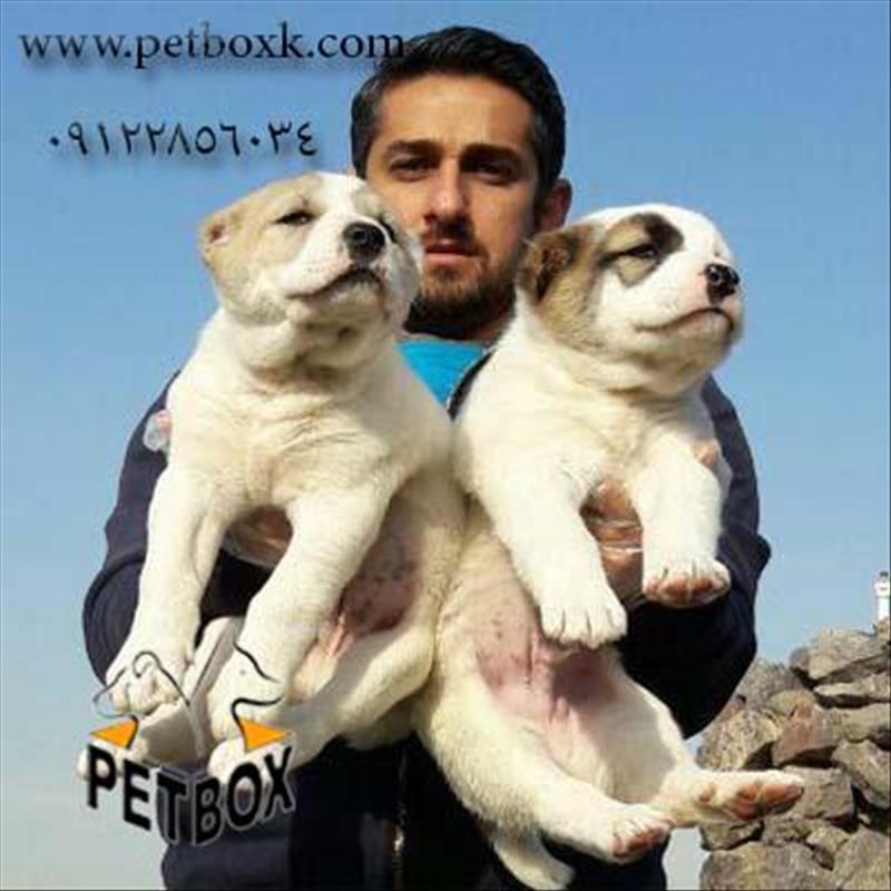  فروش الابای وارداتی 3 ماهه نر