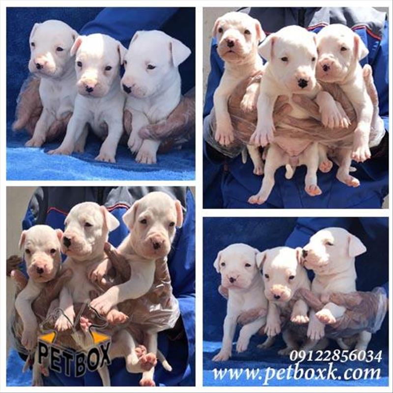  پیش فروش داگو ارژانتینو از مولد مجموعه