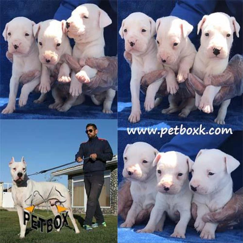  فروش داگو ارژانتینو 1 ماهه 