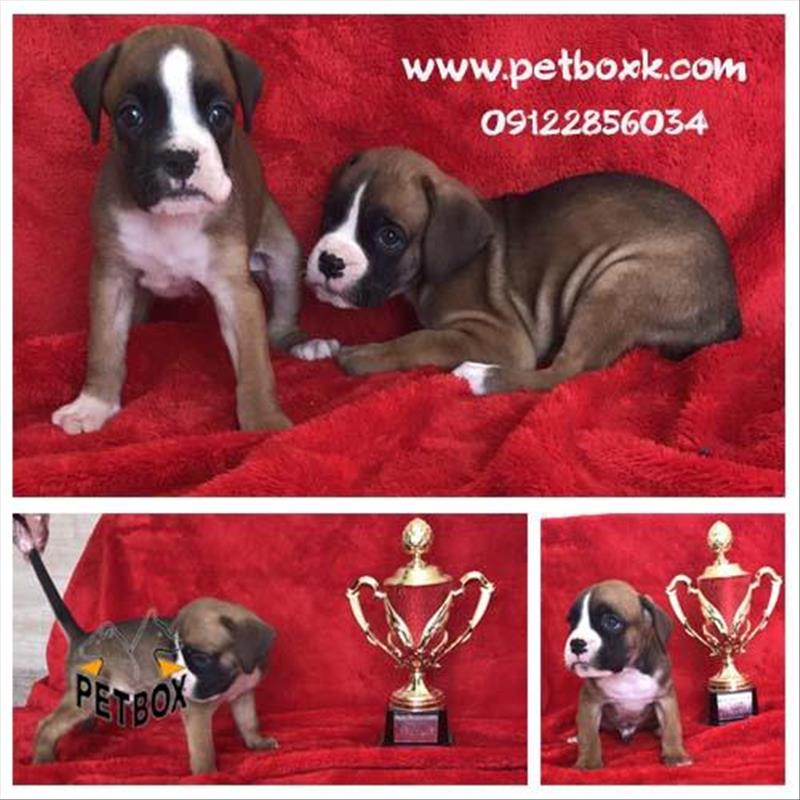  فروش باکسر جسور و نترس