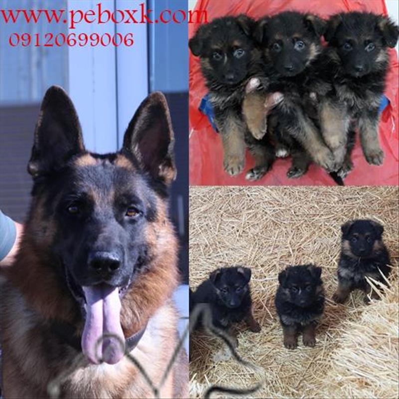 فروش توله های ژرمن شپرد مو کلاسیک با کیفیت عالی 