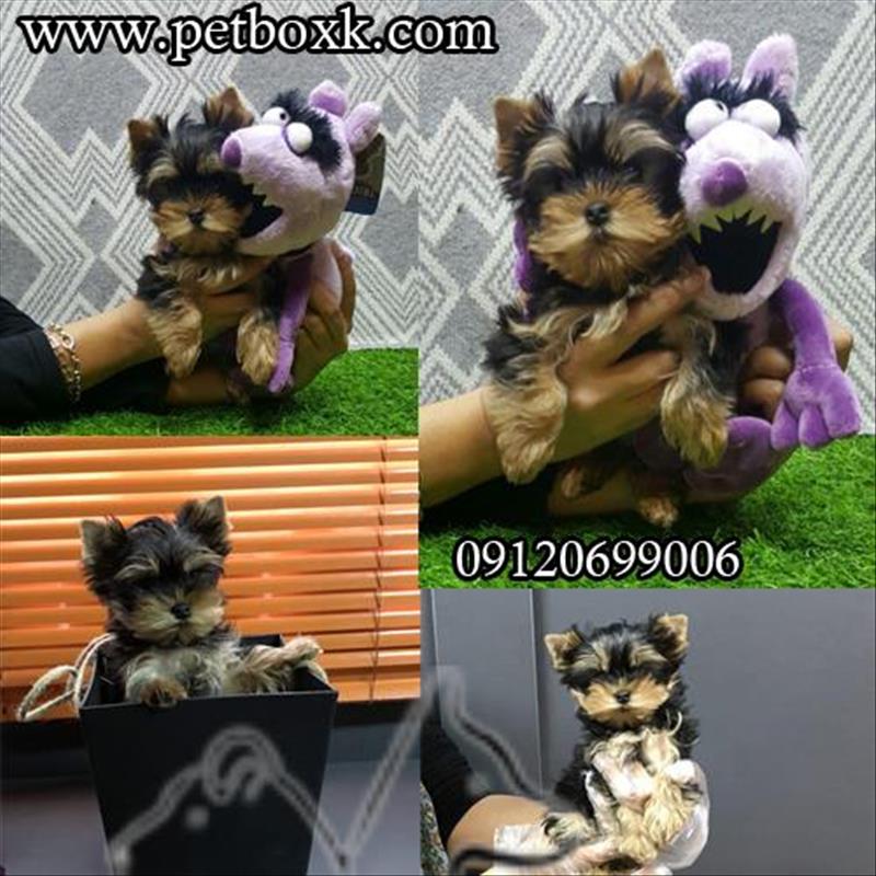 فروش توله يورك شاير تى كاپ