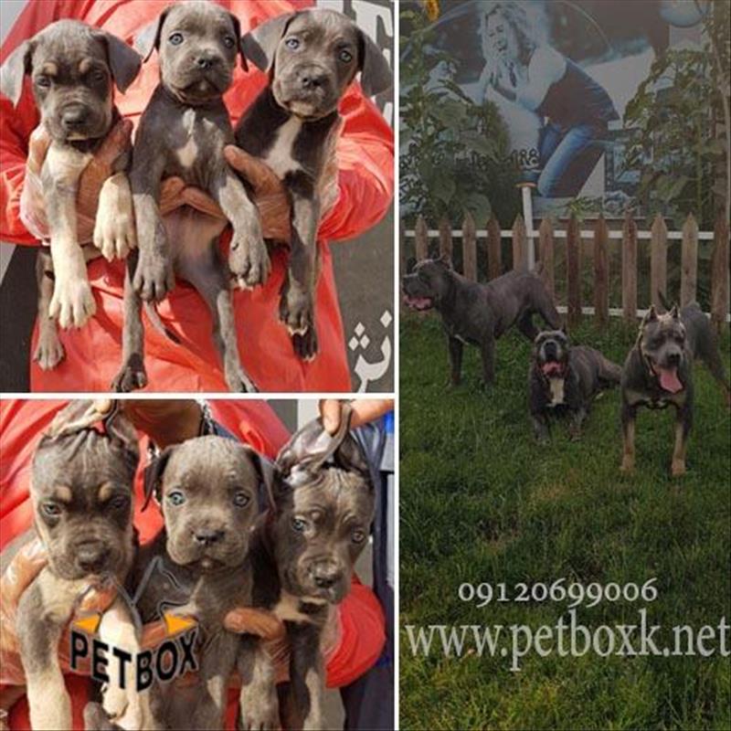 توله های قدرتمند کن کورسو