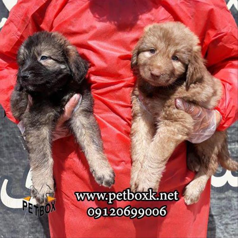 فروش توله درشت ماستیف ایرانی (سراب)