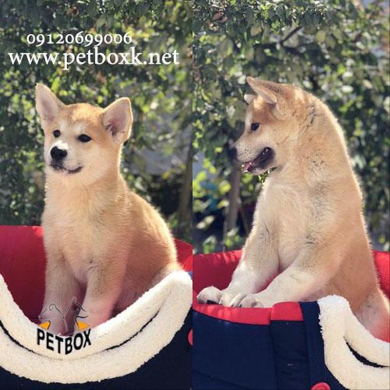 فروش توله ی خاص و پرطرفدار جاپانیز آکیتا