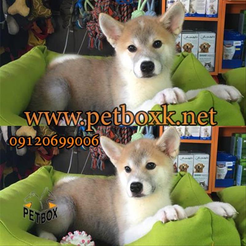  توله ی خاص و زیبا جاپانیز آکیتا