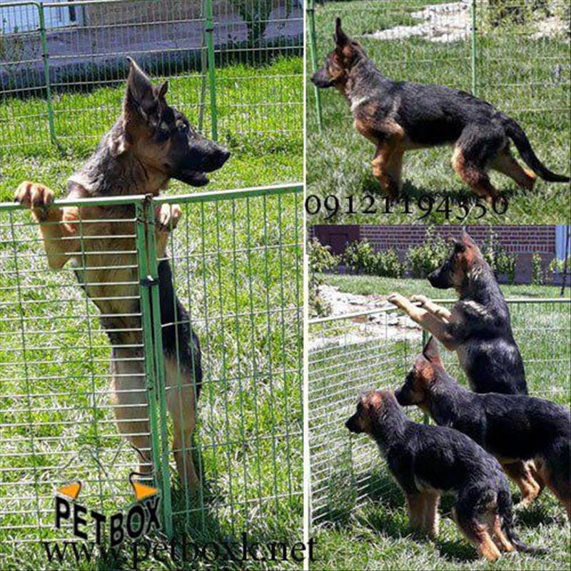 توله ژرمن شپرد چمپیون 