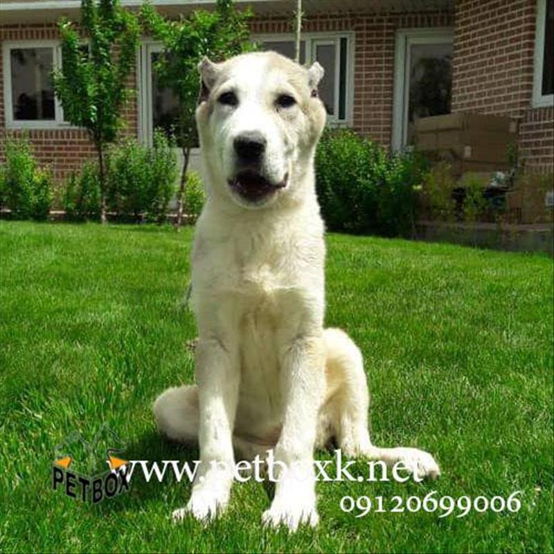 توله سگ آلابای چمپیون