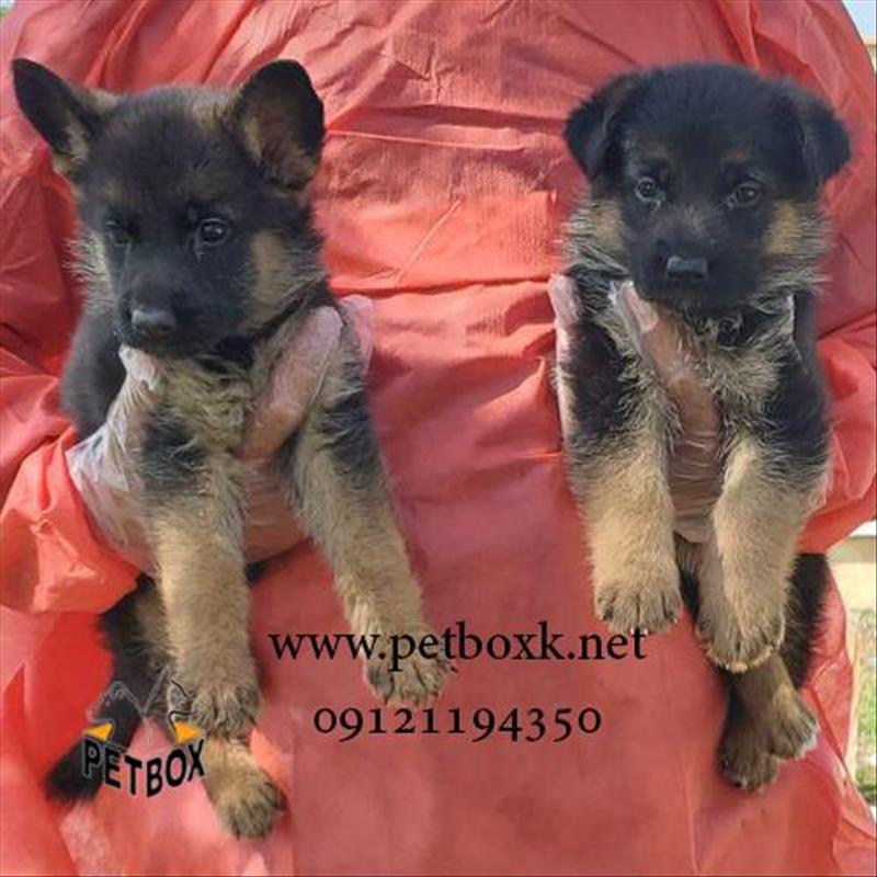 توله سگ ژرمن شپرد شولاین