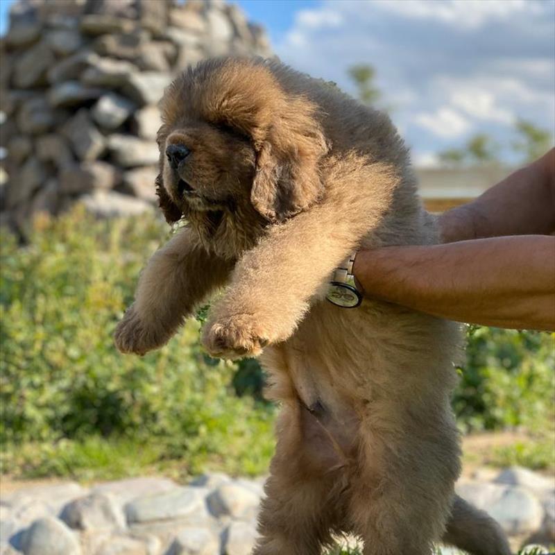 فروش توله ی ماستیف تبتی 