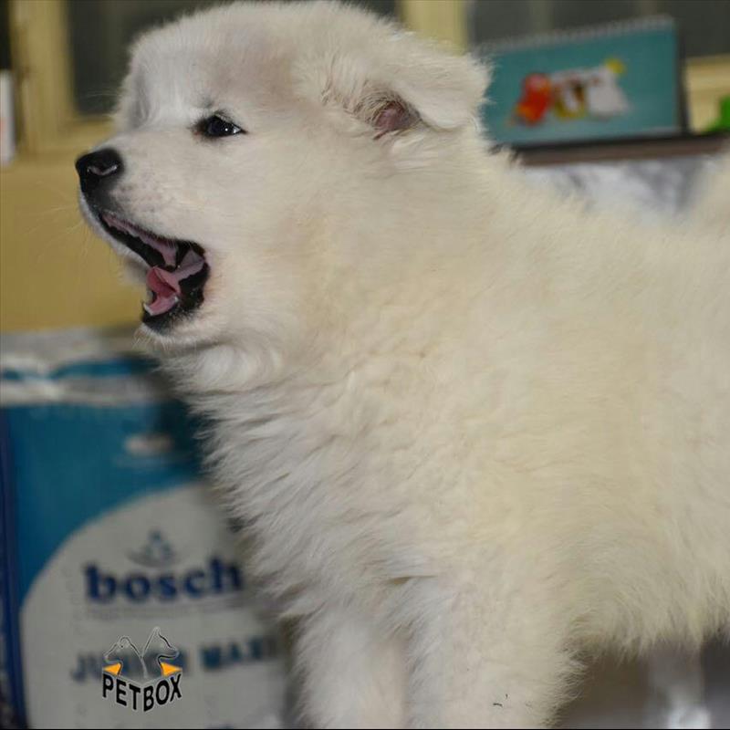 فروش سگ 2.5 ماهه ساموید