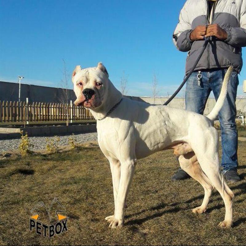 فروش داگو ارژانتینو نر 2.5 ساله