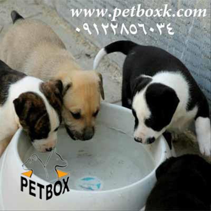  فروش توله های پیت بول 40 روزه 