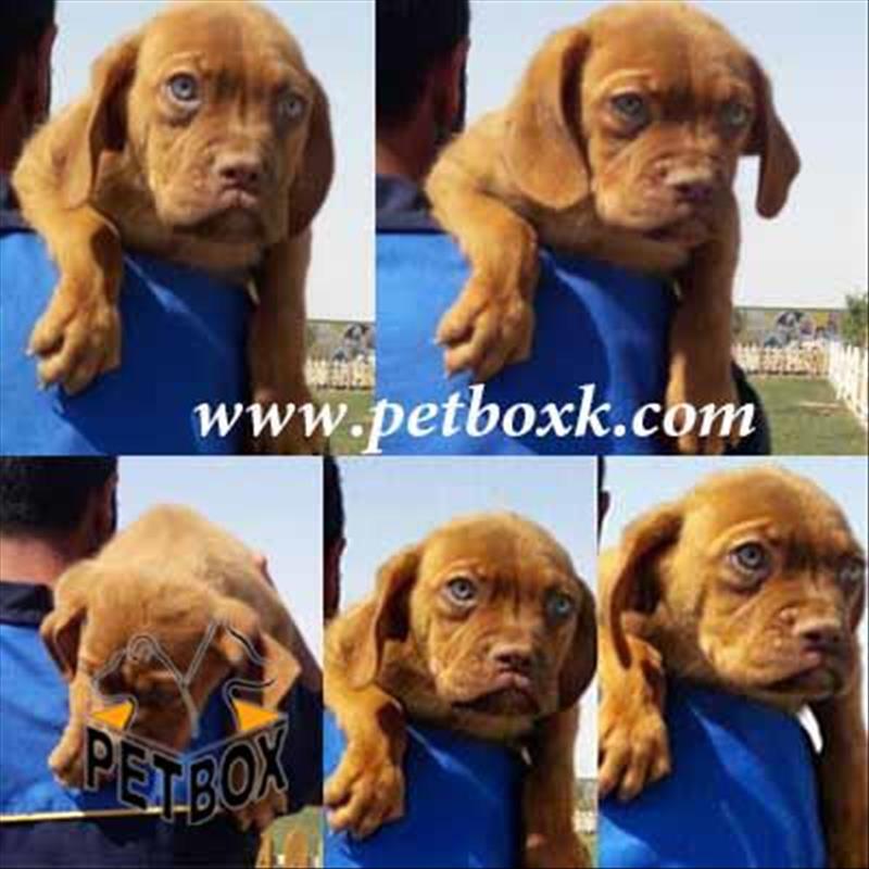  فروش ماستیف های چشم ابی