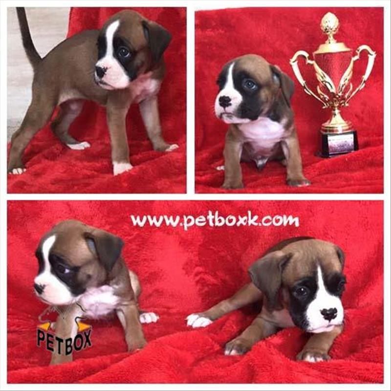  فروش باکسر جسور و نترس